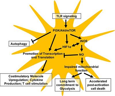 Regulation of Dendritic Cell Immune Function and Metabolism by Cellular Nutrient Sensor Mammalian Target of Rapamycin (mTOR)